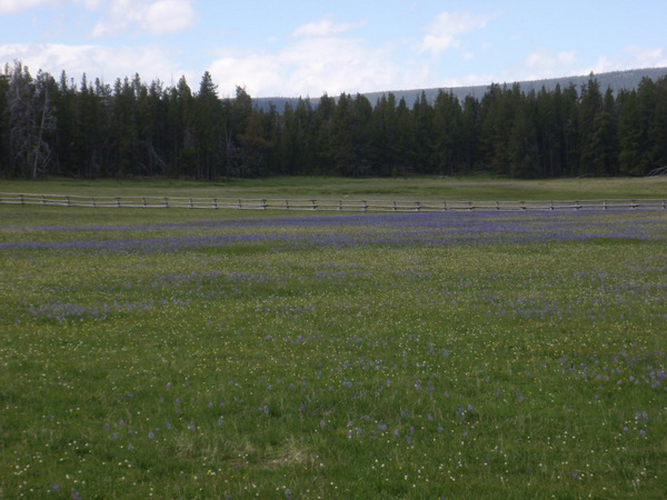 Camas field, plus wood pole fence.